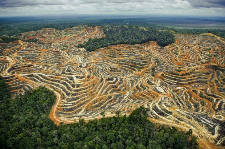 Hutan yang Hilang, Masa Depan yang Terancam